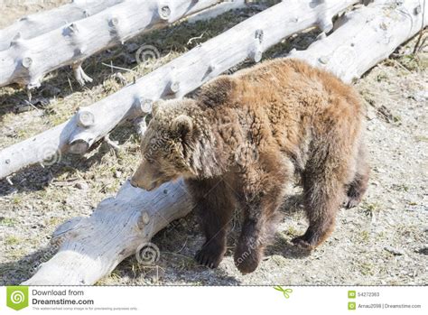 brown bear searching for food stock image image of aggressive danger 54272363