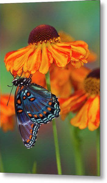 Red Spotted Purple Butterfly Limenitis Metal Print By Darrell Gulin