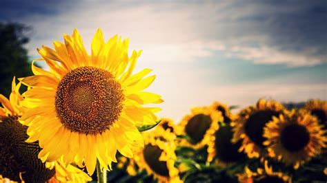 15 selected wallpaper for desktop sunflowers you can use it at no cost aesthetic arena