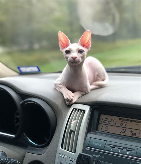 Meet Sphynx Cats The Most Adorable Hairless Felines Buzz News