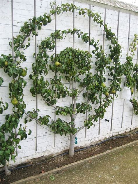 How To Espalier Apple Trees Tips For Pruning Multi Grafting