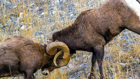 Bighorn Sheep Ramming Youtube