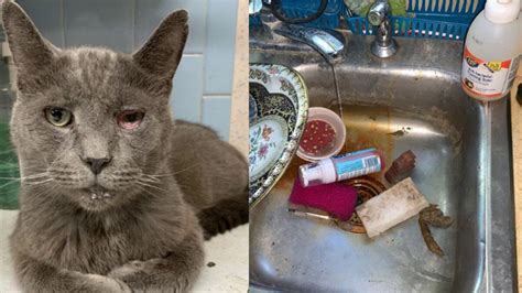 49 Dead Cats 161 Living Felines Recovered From Ohio Animal Facility