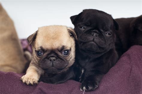 The Real Information About Teacup Pugs You Cant Afford To