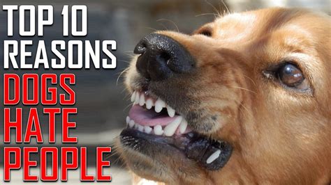 Top 10 Things People Do That Dogs Hate Doovi