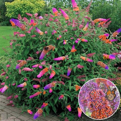 Buddleia Flower Power Butterfly Bush Free Delivery