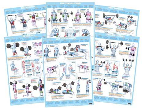 Weight Training Bodybuilding Exercise Posters Set Of 6