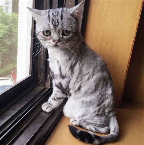 Meet Luhu The Worlds Saddest Cat Whose Frown Will Probably Melt Your