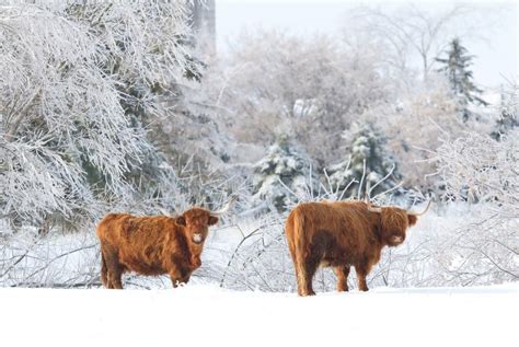 Highland Cattle Standing In A Snowy Field In Winter Stock Image Image