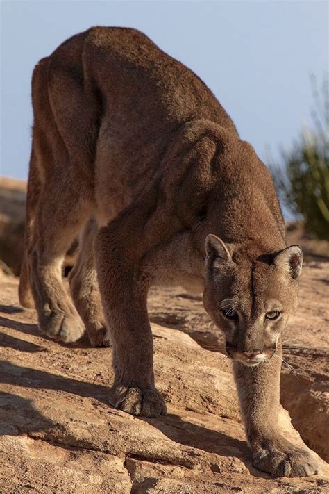 No, mountain lions are unable to roar. Pin on Animals