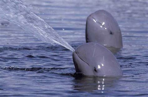Delfiny Słodkowodne Platanistidae Dinoanimalspl