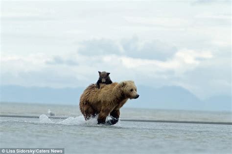 Playful Cub Clings To His Mother For Dear Life As She Crosses River