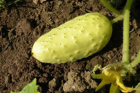 Cucumber Boothbys Blonde Certified Organic Seed 20 Etsy