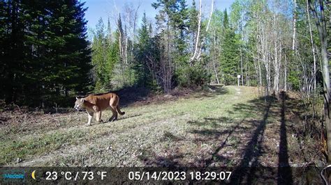 Dnr Confirms Cougar Sighting In The Upper Peninsula