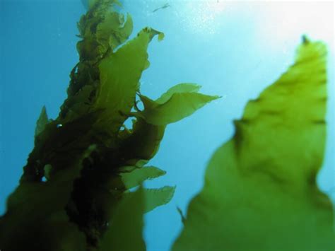 Environment Seaweed Solutions