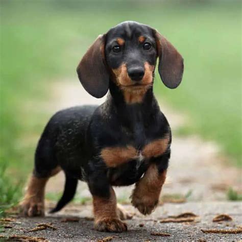 Dachshunds Dog Breed Facts And Information