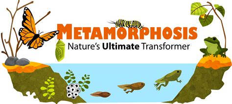 Metamorphosis | Ask A Biologist