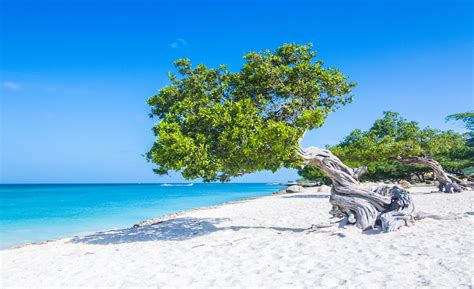 5 Reasons Aruba Is One Happy Island For Mice Travelers ‚Äì Eco Dms