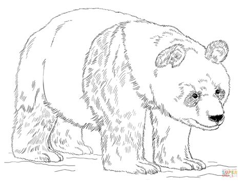Giant Panda Bear Coloring Page Free Printable Coloring Pages