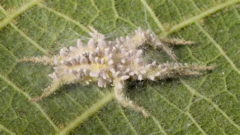 Our goal is for newgrounds to be ad free for everyone! Spider Corpse with Fungus : Nature Closeups