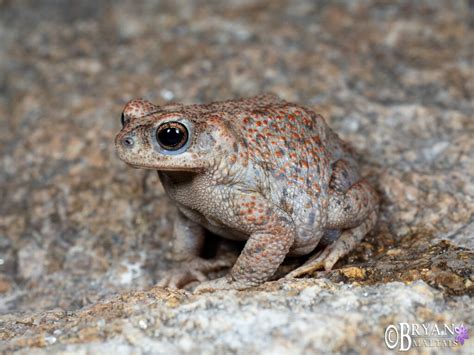 Red Spotted Toad Arizona