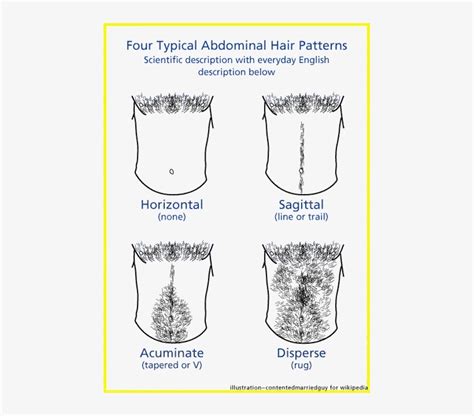 Chest Hair Png Images Png Cliparts Free Download On Seekpng