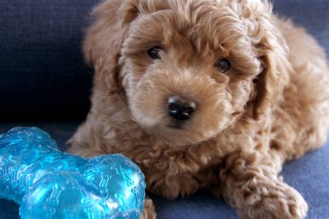 The miniature goldendoodle is a cross between a mini or toy poodle and a golden retriever. Pin on Teacup Goldendoodle Puppies
