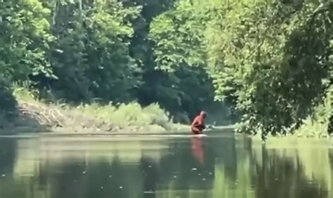 Kayaker Reportedly Catches Footage Of Bigfoot Crossing A Michigan River