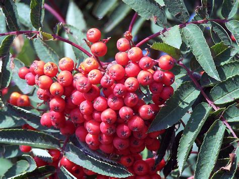Free for commercial use no attribution required high quality images. Mountain ash berries | Looks almost edible | risingsun1 ...
