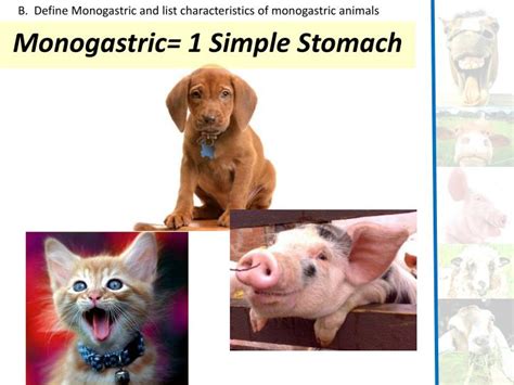 PPT - Animal Digestion PowerPoint Presentation - ID:2192572