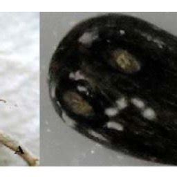 It would be very expensive for one grower alone to make a nursery; Nurseries diseases and disorders of oil palm, (a ...