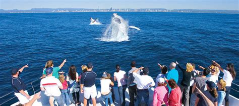 Gold Coast Whale Watching Cruise Book Now Clubconnect