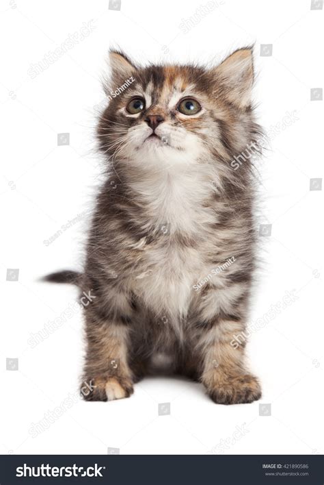 Cute Young Tabby Kitten Sitting On White Studio Background Stock Photo