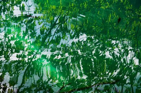 Ripples On Water Stock Photo Image Of Leaf Forest Ripples 36290716