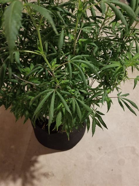 Current ripple value is $ 1.34 with market capitalization of $ 61.58b. HELP whats going on with my plants?!? More pic to come ...