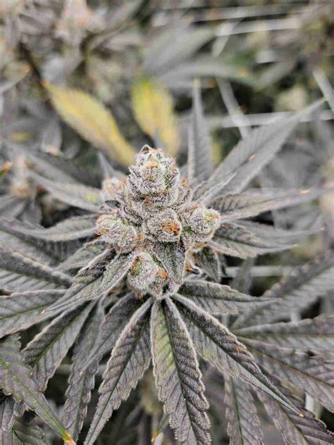 Animal Tsunami Strain - Clones And Co.