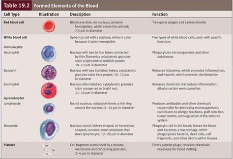 White Blood Cells Functions