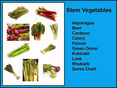 18 Photos Lovely Only Stem Vegetables Names With Pictures