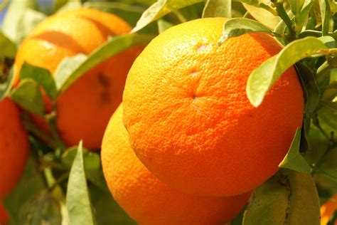 File„orange Frucht Fruit Cyprus Pict8063 Wikimedia Commons