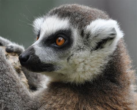 Ring Tailed Lemur Lemur Catta Ring Tailed Lemur At The C Flickr