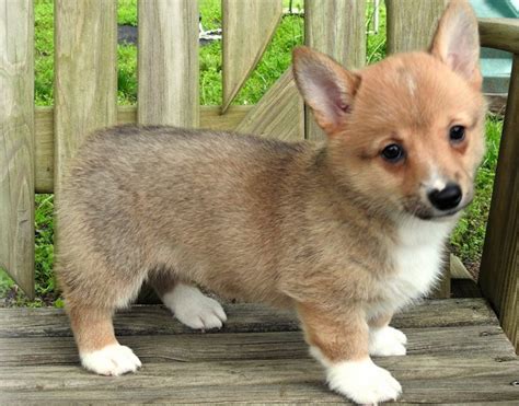 Pembroke Welsh Corgi Puppies For Sale | Thorp, WI #299453