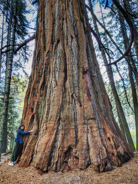Sequoia And Kings Canyon National Parks The Vagabond Wayfarer Kings