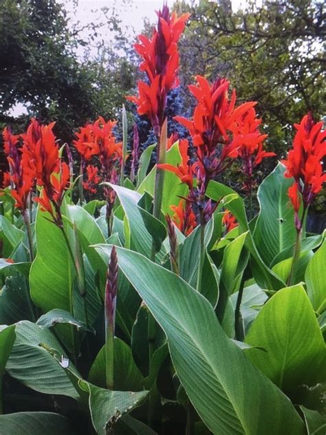 They are listed below alphabetically, sometimes with comments, followed by the name and the location of the person who named them as favorite. Details about Canna Bulbs Red Jumbo Plants Tall Plants Lot ...