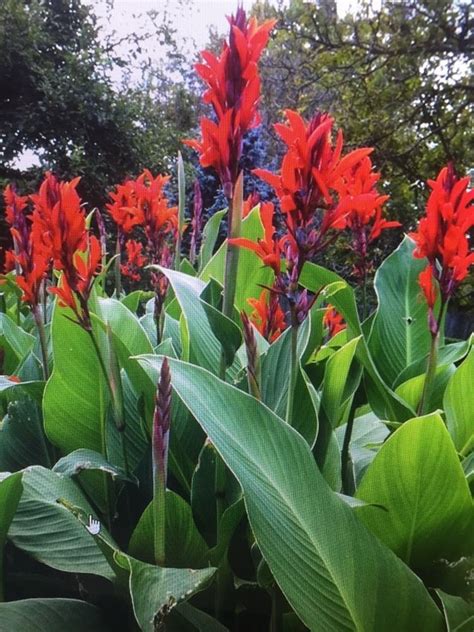 They are listed below alphabetically, sometimes with comments, followed by the name and the location of the person who named them as favorite. Details about Canna Bulbs Red Jumbo Plants Tall Plants Lot ...