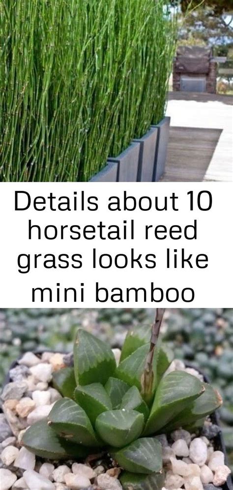 Details About 10 Horsetail Reed Grass Looks Like Mini Bamboo Equisetum