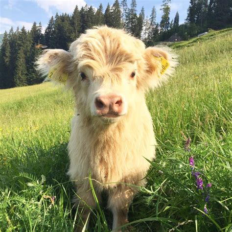 Pin By Parneet Brar On Cute Baby Cow Cute Baby Cow Fluffy Cows Cute