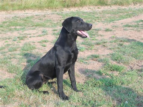 She was ok but now refuses. 8 month old Black Labrador Bitch | Worcester, Worcestershire | Pets4Homes