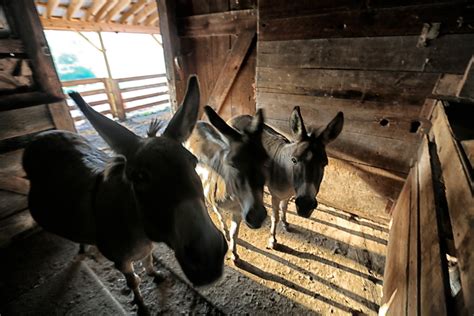 Three Donkeys In The Barn Bedlam Farm Journal Bedlam Farm Journal