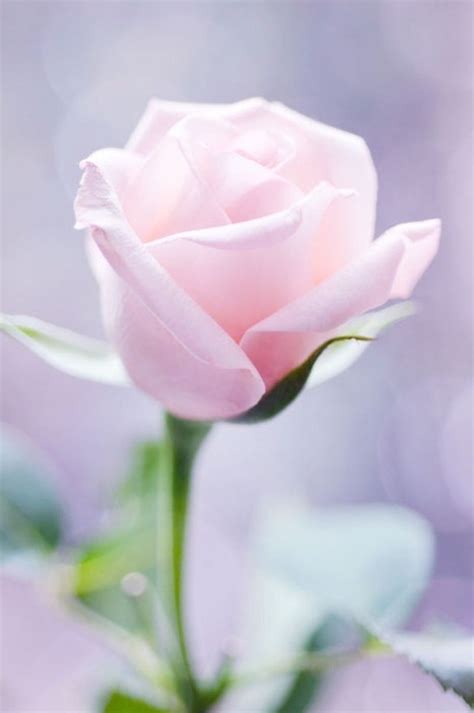 Rose cultivation did not flourish until the 18 th century with the arrival of china roses and it was during this period when new shades of pink were seen in roses such as pale pink, salmon, and bright fuchsia. Soft Pink Rose Pictures, Photos, and Images for Facebook ...