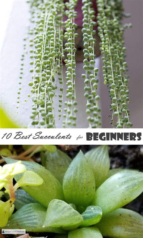 10 Best Succulents For Beginners Which Succulent Should I Get Gardening For Beginners